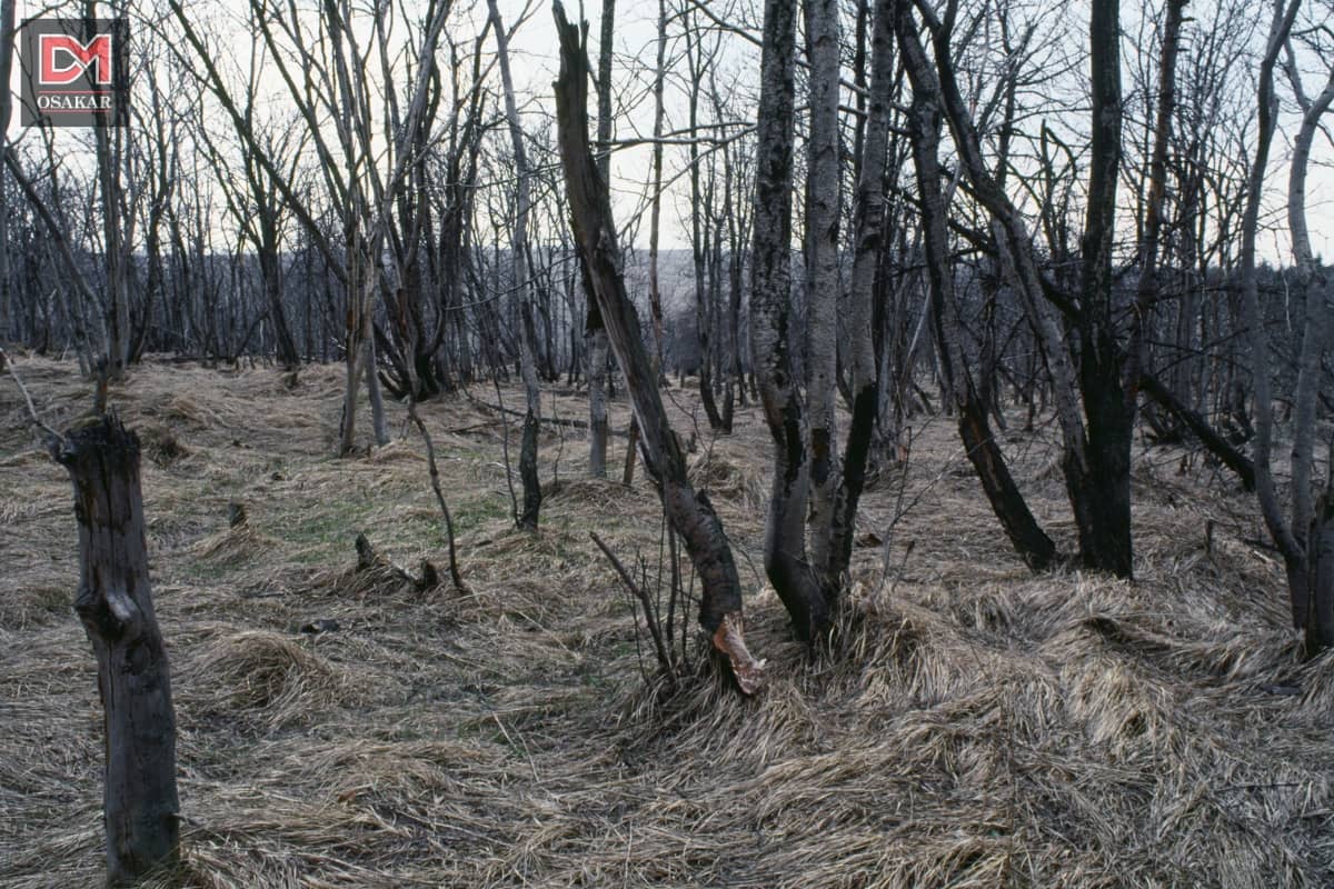 Hậu quả của ô nhiễm môi trường không khí đối với động thực vật và nông nghiệp