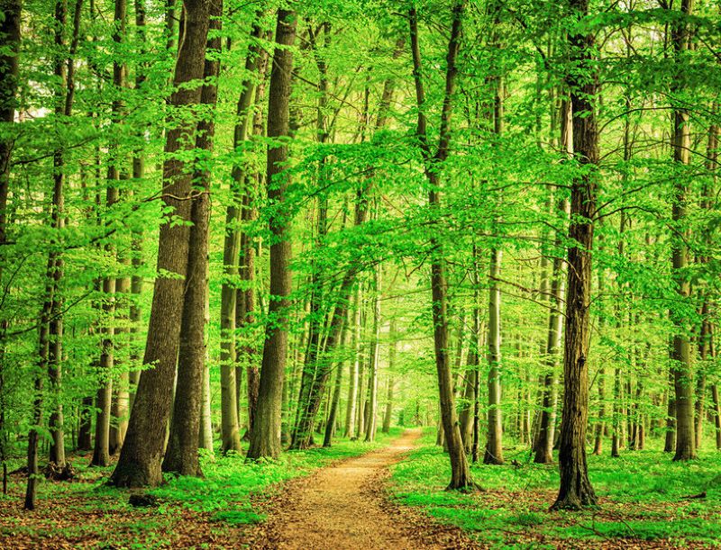 Gam màu xanh lá thuộc hành Mộc là nhóm màu tương sinh mạnh nhất cho người mệnh Hỏa